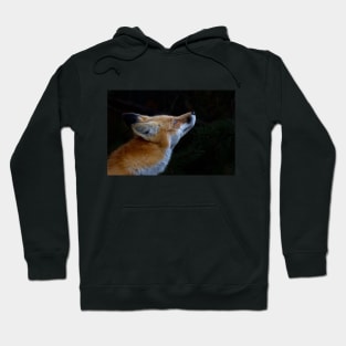 Red Fox, Algonquin Park, Canada Hoodie